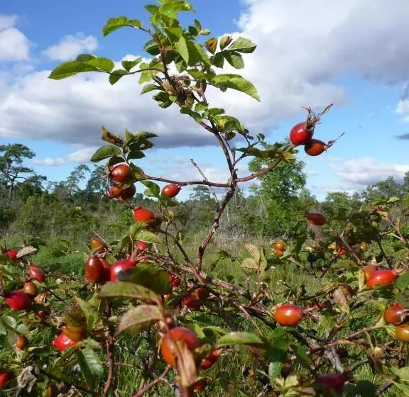 Majatalo Swedish Idyll