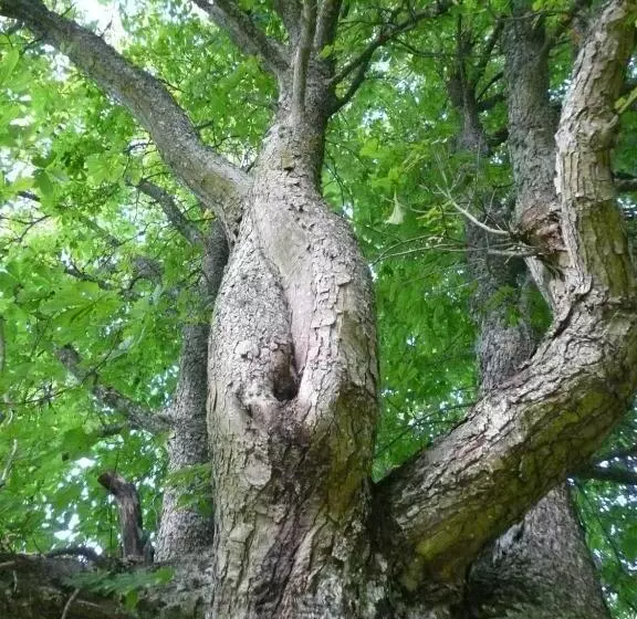 Majatalo Swedish Idyll