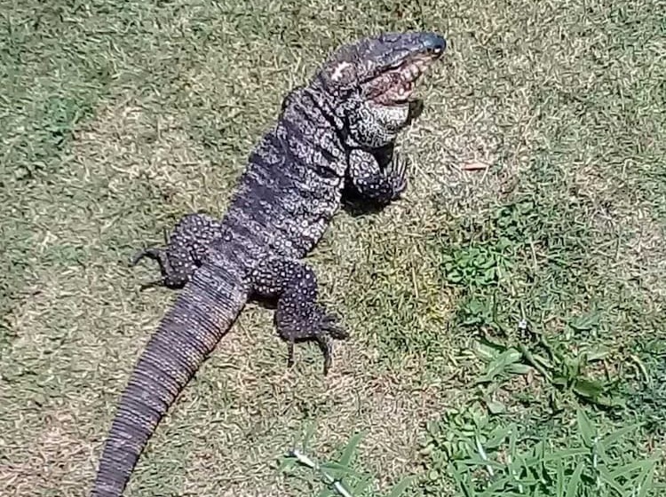 فندق Bungalows Punta Colorada