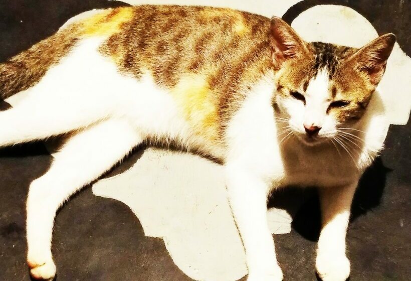 פנסיון Kayumanis House Tangalle