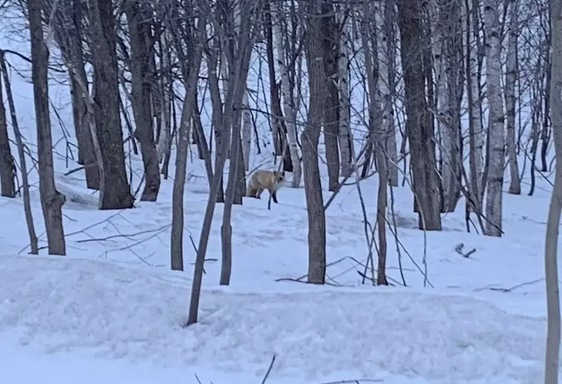 Niseko Highland Cottages