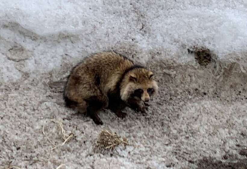 Niseko Highland Cottages