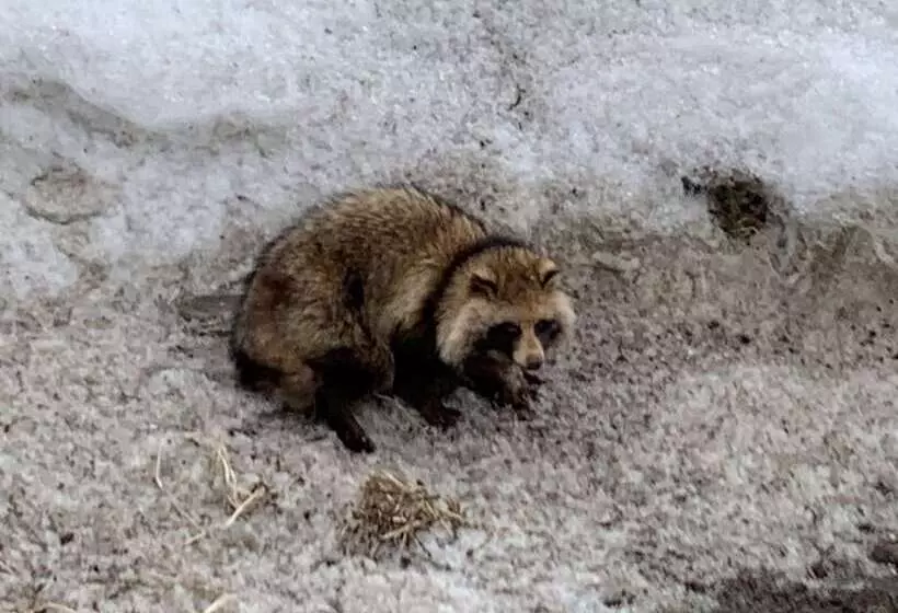 Niseko Highland Cottages