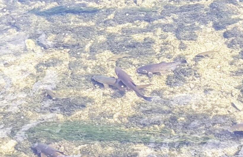 פנסיון Bnb Logis Des Saules