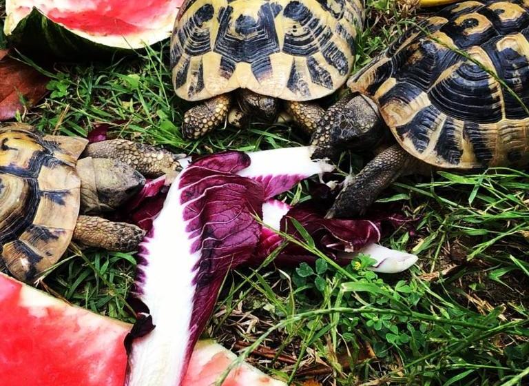 بنسيون Alice S Room By Casolare Isabella