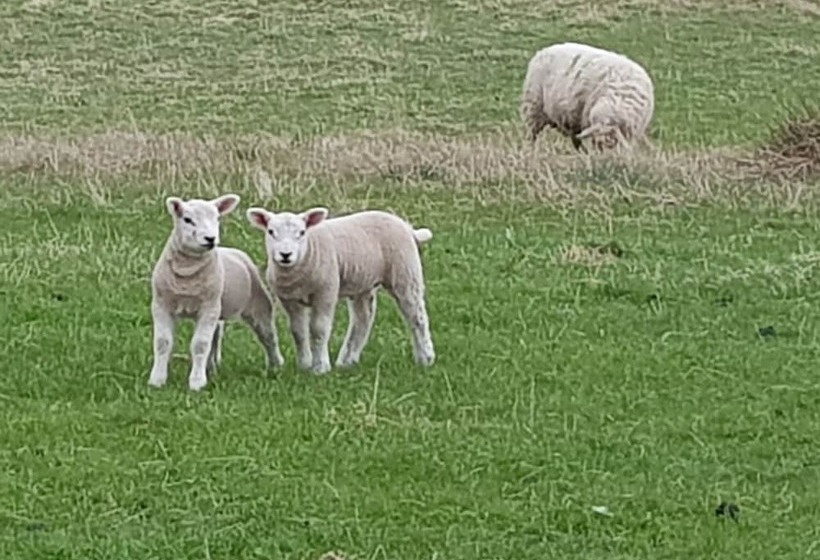 Pleasant Point Holiday Cottages