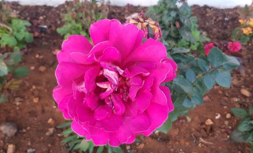 בית מלון כפרי Coldworld