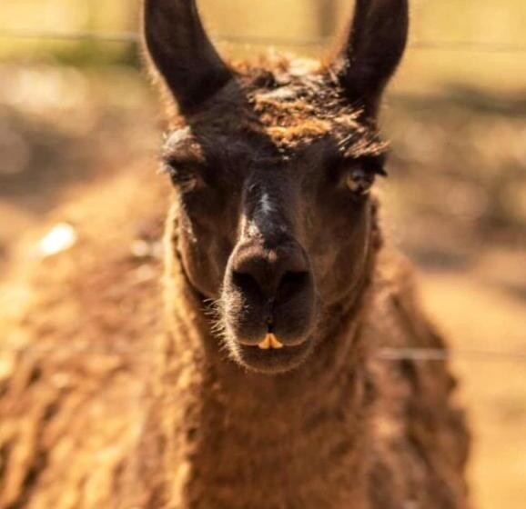 Отель Fazenda Alvorada