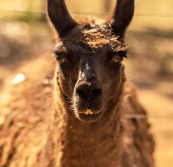 Hotelli Fazenda Alvorada