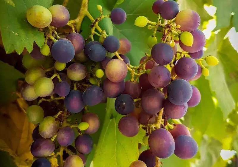 Astralis Hotel Domizil