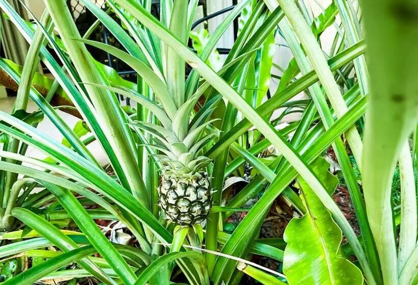 Trinity Links Resort