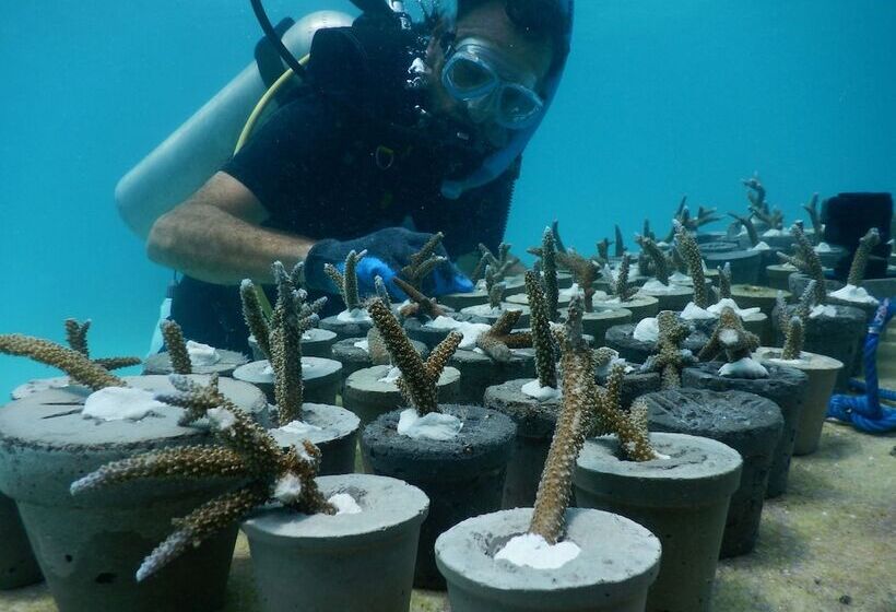 Отель Sirru Fen Fushi Private Lagoon Resort