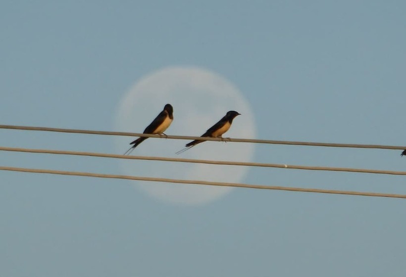 فندق ريفى Agriturismo Le Stringaie