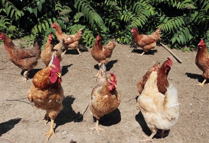 فندق ريفى Agriturismo Le Stringaie