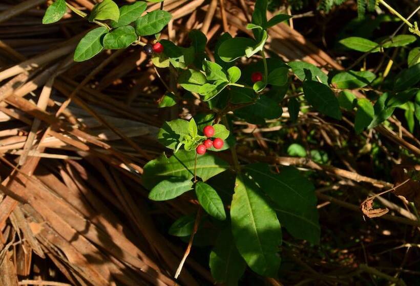 ホテル Vallee 69 Eco Villa Tissa,yala