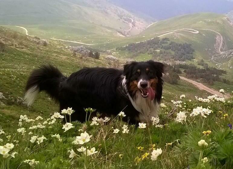 Отель Dell' Olmo