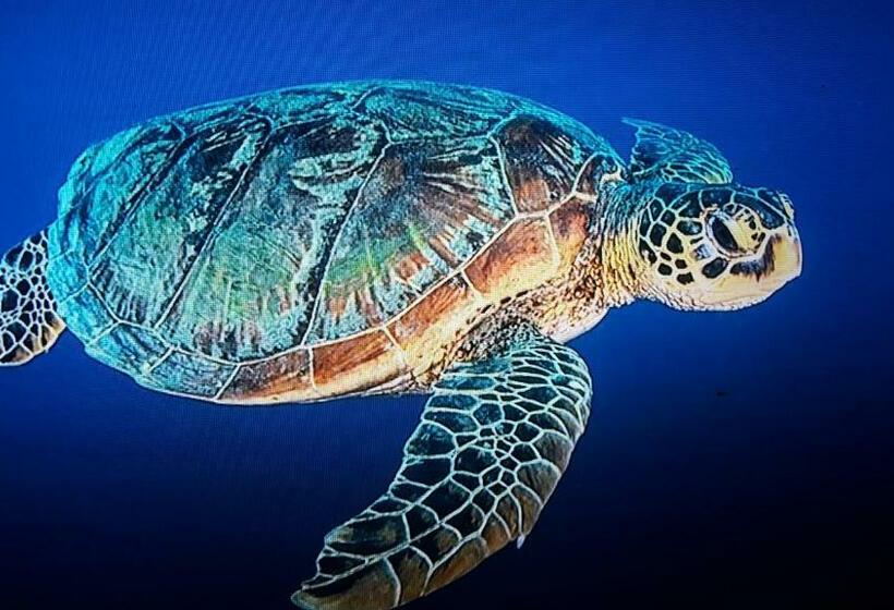 펜션 Jepun Bungalows