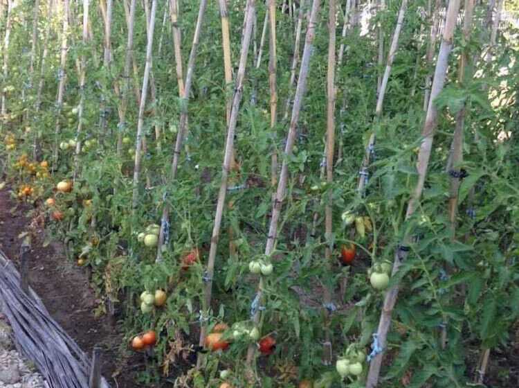 هتل Mas Des Figues Mas Xviiie Ouvert 01 Mai Au 30 Septembre 2025 Piscine Très Calme Alpilles Sai