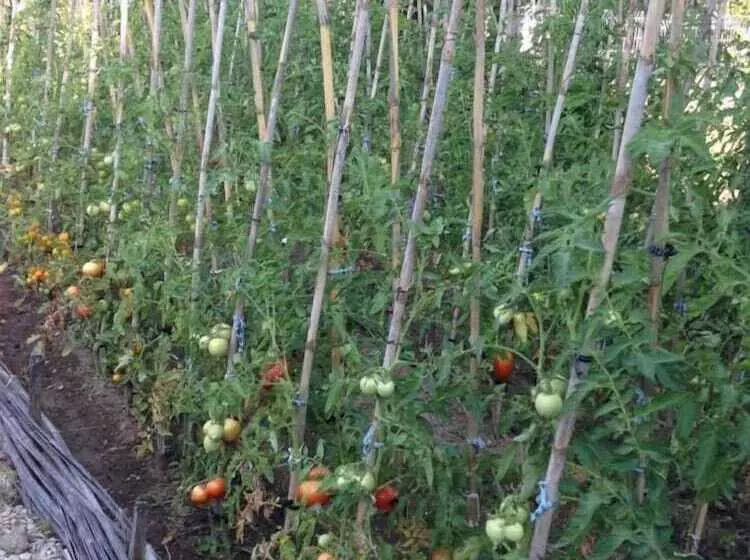 Szálloda Mas Des Figues   Mas Xviiie   Ouvert 01 Mai Au 30 Septembre 2025   Piscine Très Calme   Alpilles Sai