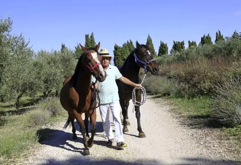 Szálloda Mas Des Figues   Mas Xviiie   Ouvert 01 Mai Au 30 Septembre 2025   Piscine Très Calme   Alpilles Sai