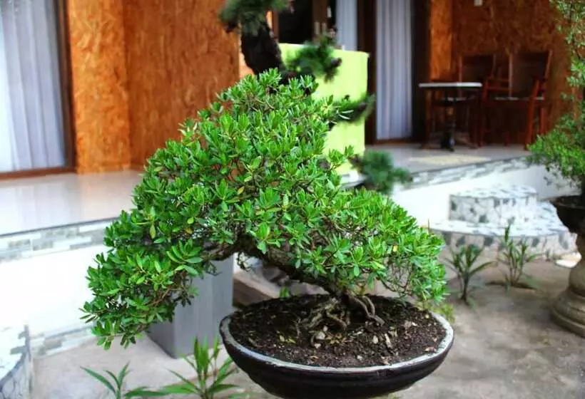 Majatalo Linas Villas