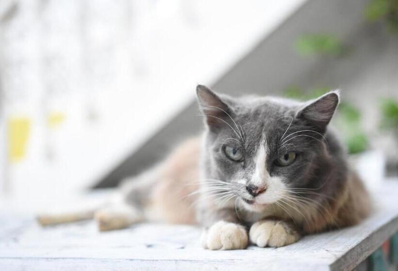 مبيت وإفطار Cancun Guest House 6