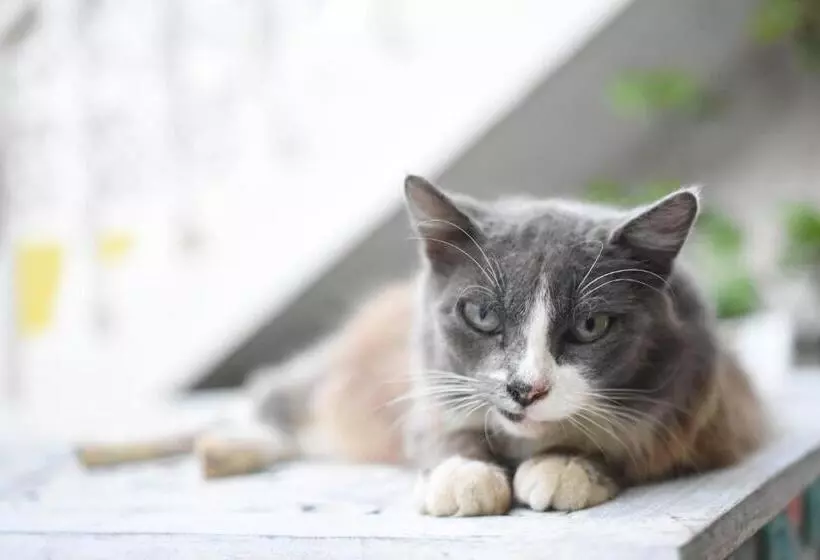 تختخواب و صبحانه Cancun Guest House 6