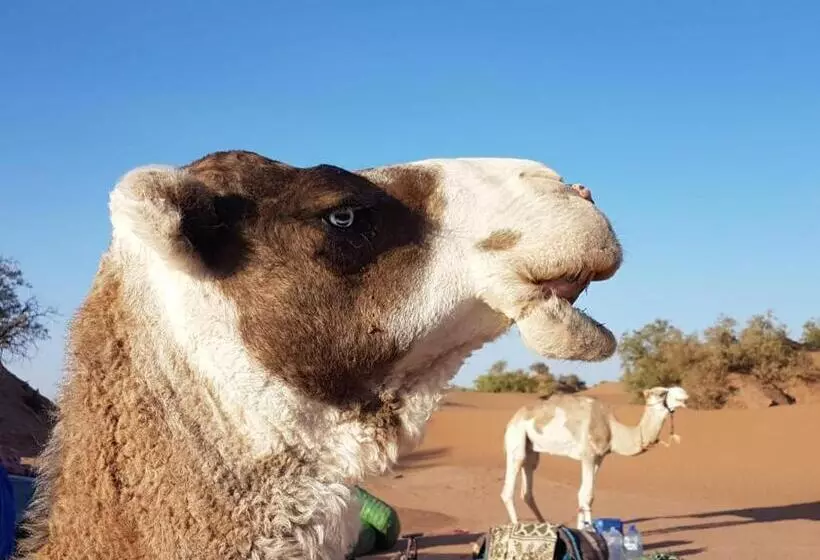 Aamiaismajoitus (B&B) Erg Chegaga Nomad Tour