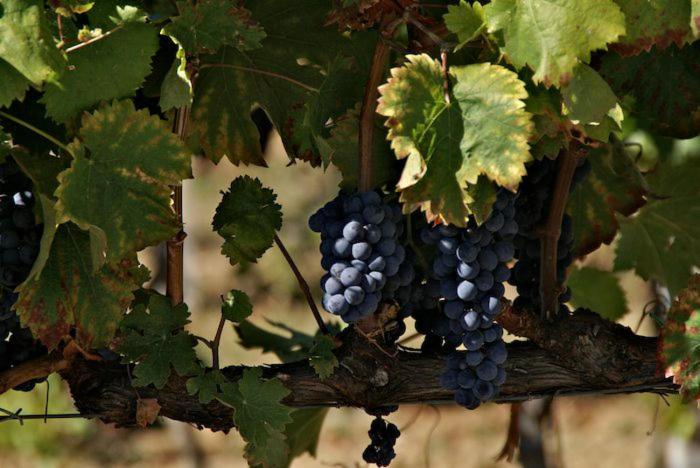 צימר Casale Rialto