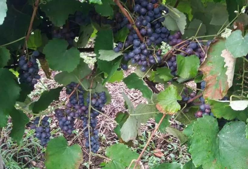 ペンション Pousada Sitio Da Serra