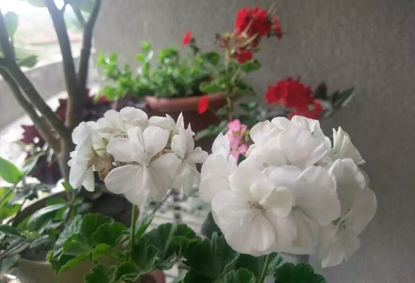 پانسیون Guest House Vista