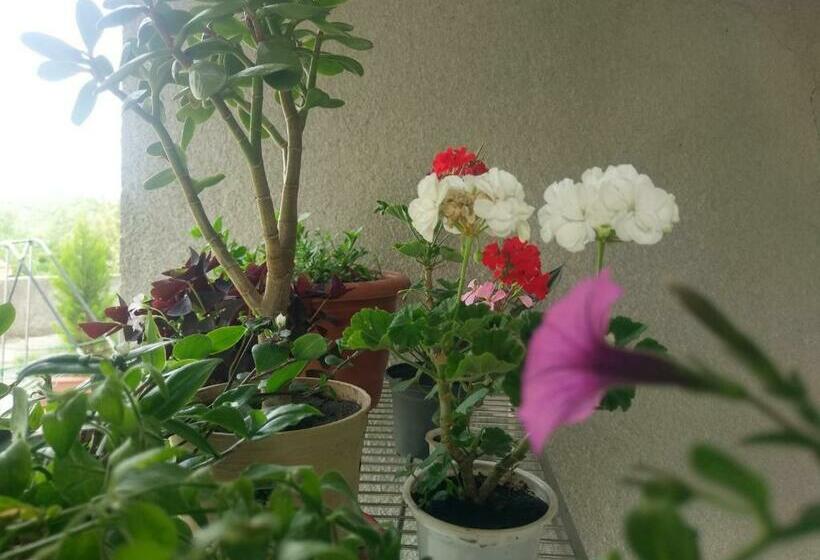 پانسیون Guest House Vista