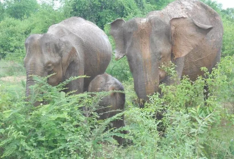 Majatalo Splendid Lake View Safari Lodge