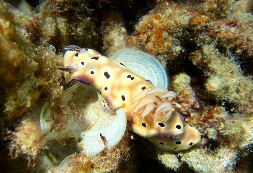 Pensjonat Pantai Karang