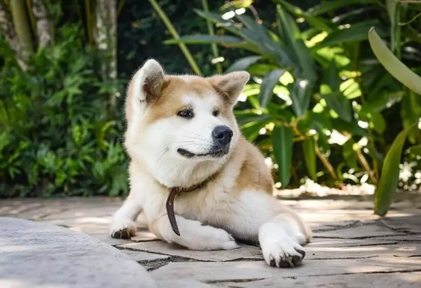 ペンション Pousada Chalé Suíço