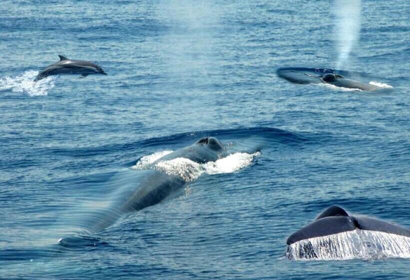 Отель Scoop Cabana Kitesurfing