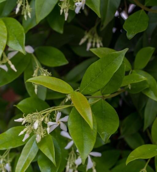 בית מלון כפרי Villa Rosa