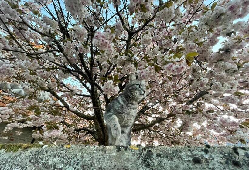 צימר Au Presbytère De Saigneville