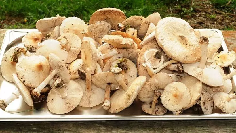 Majatalo Réserve Naturelle De Boussière