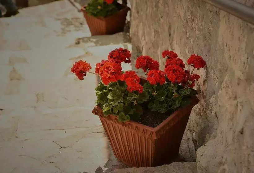 Aamiaismajoitus (B&B) Callort