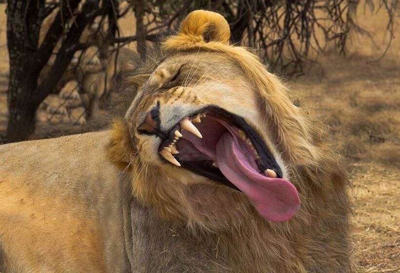 فندق Boskoppie Lion & Tiger Reserve