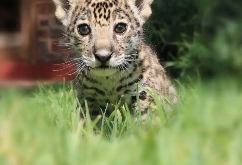 ホテル Boskoppie Lion & Tiger Reserve