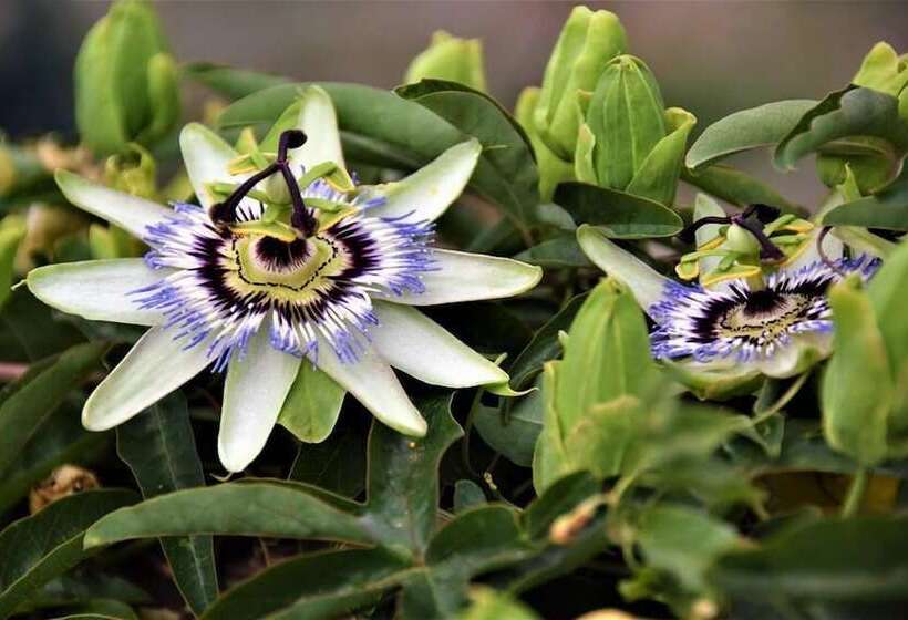 فندق ريفى Agriturismo Antico Casale