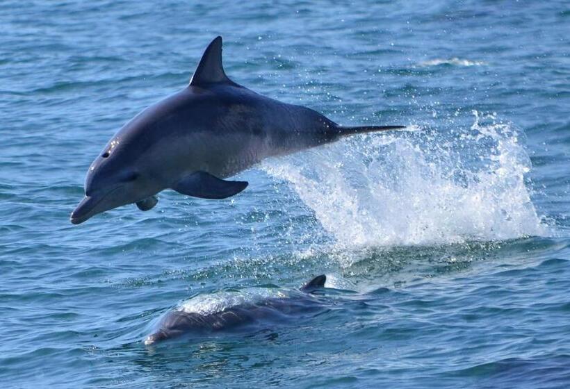 בית מלון כפרי Seacruise House Navio