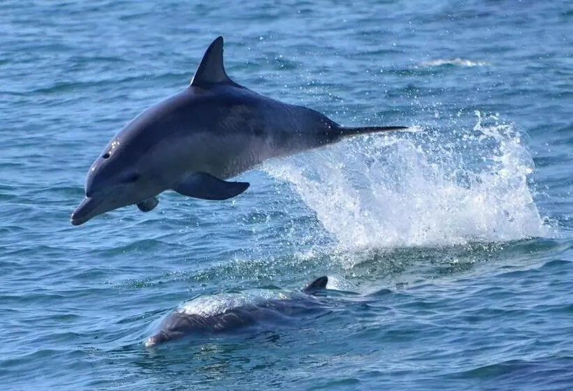 ホテル Seacruise House Navio