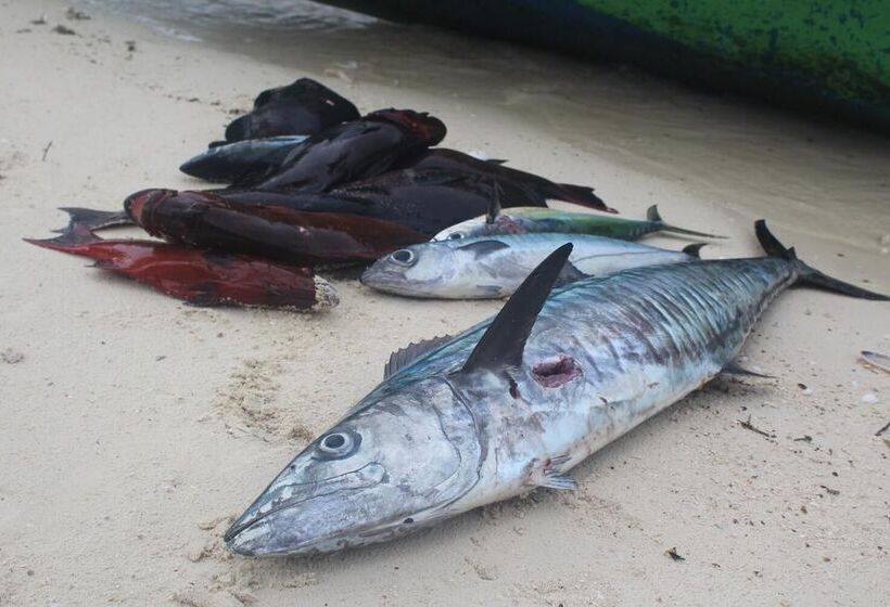 צימר Sea Fans Raja Ampat