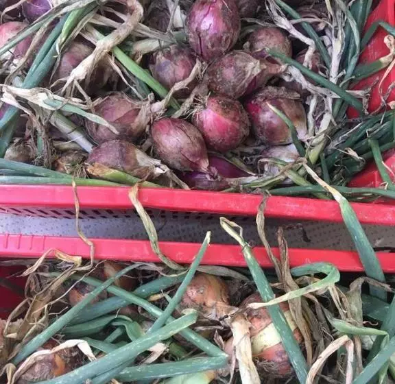 田舎風ホテル Azienda Agricola Perconti