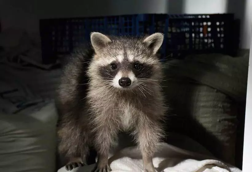 Hotelli Shishki Na Lampushke   Casa De Campo