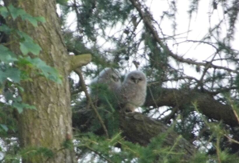 ペンション Clerk Laithe Lodge