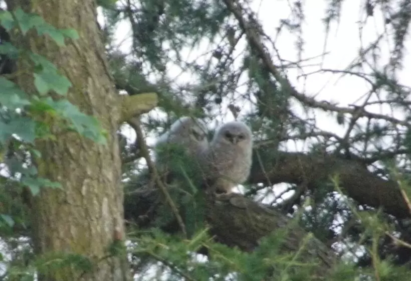 Majatalo Clerk Laithe Lodge